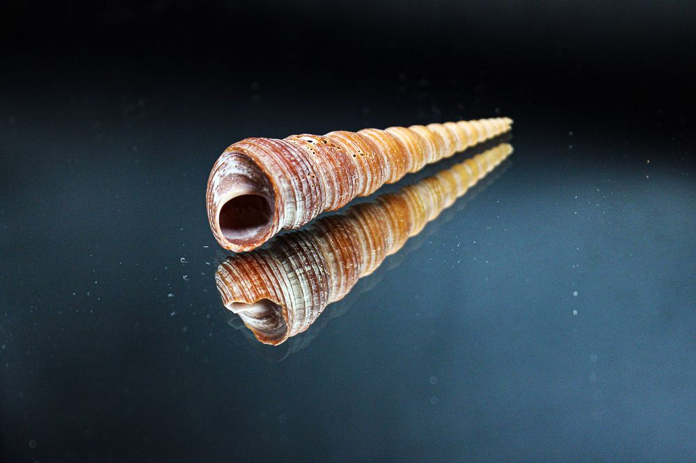 Photograph by Елена Беланенко