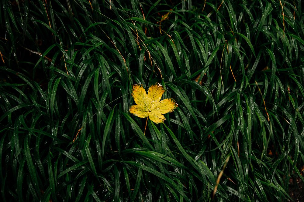 Photograph by Мария Раздорова