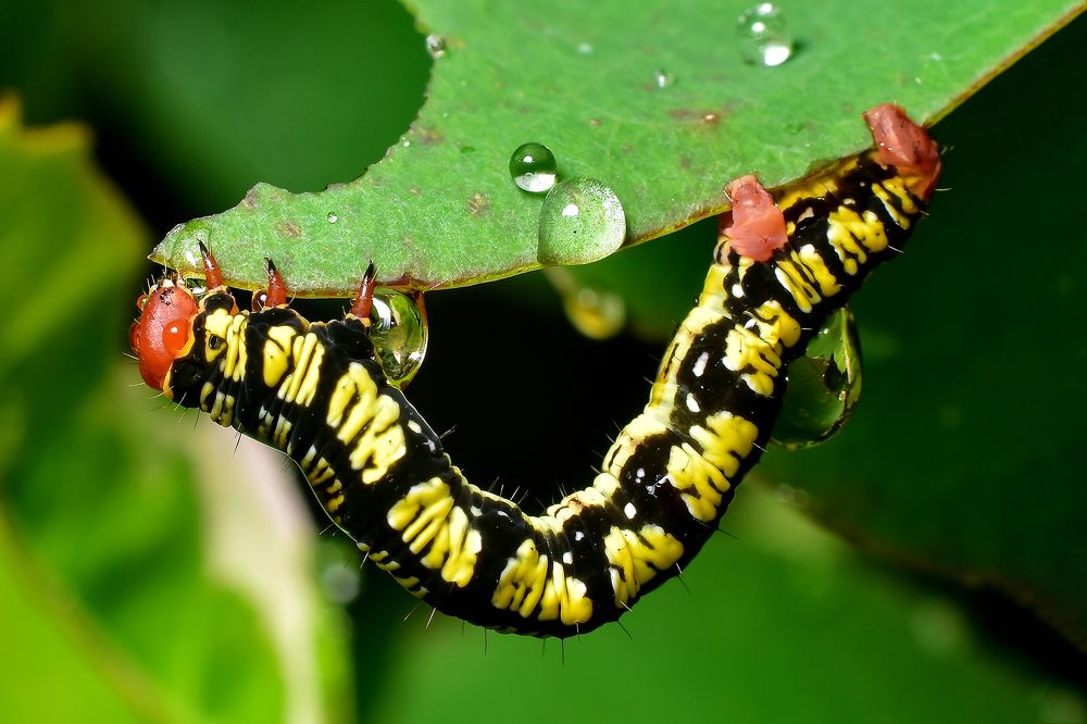 Photograph by Leonardo Rosendo Mejías Proenza