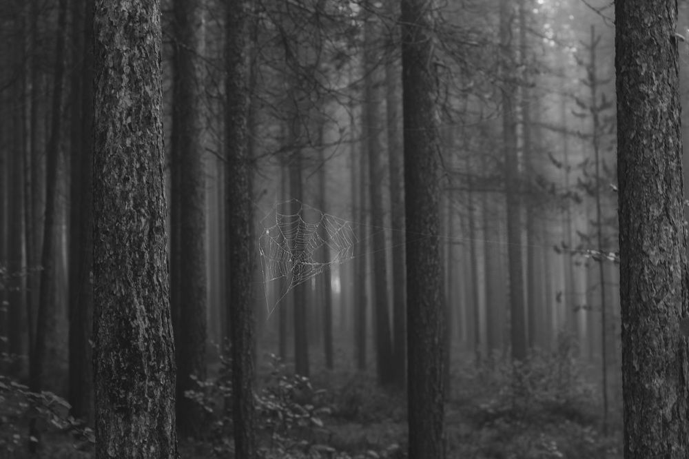 Photograph by Ирина Ахбаш