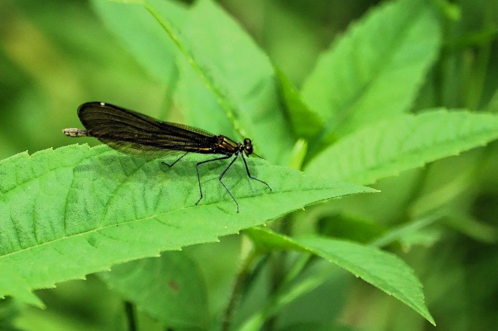 Photograph by jelena konickaja