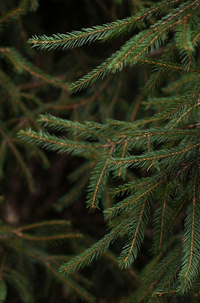 Photograph by Татьяна Псенкова