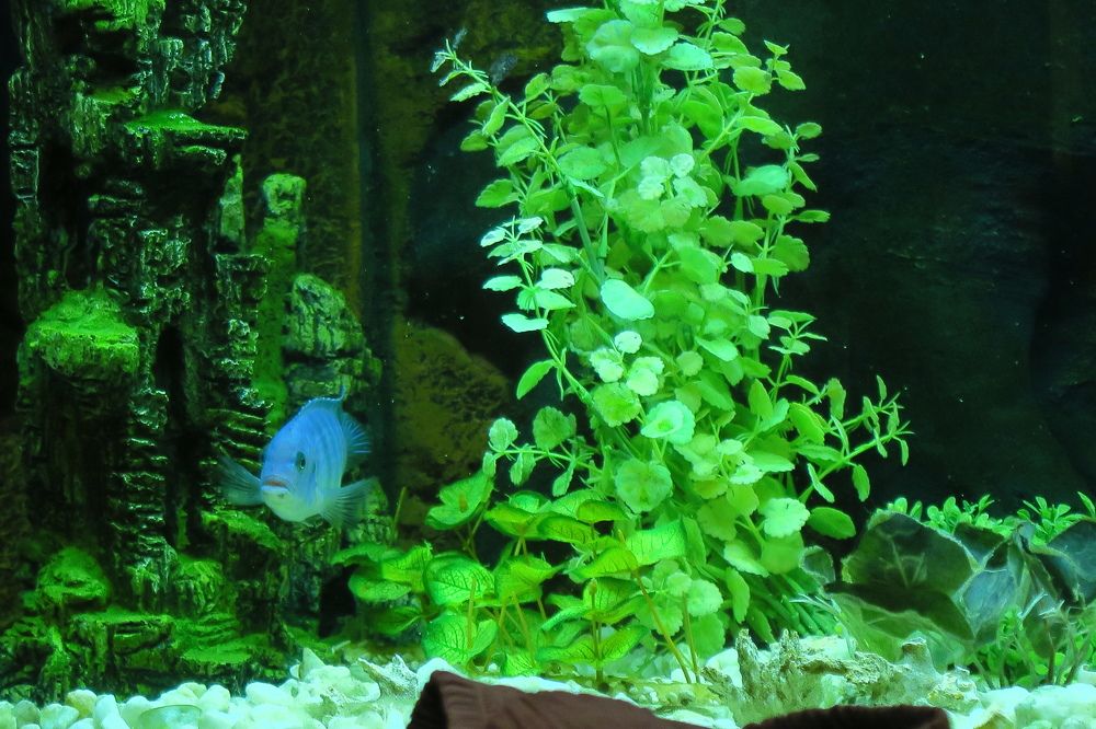 Photograph by Орл Про