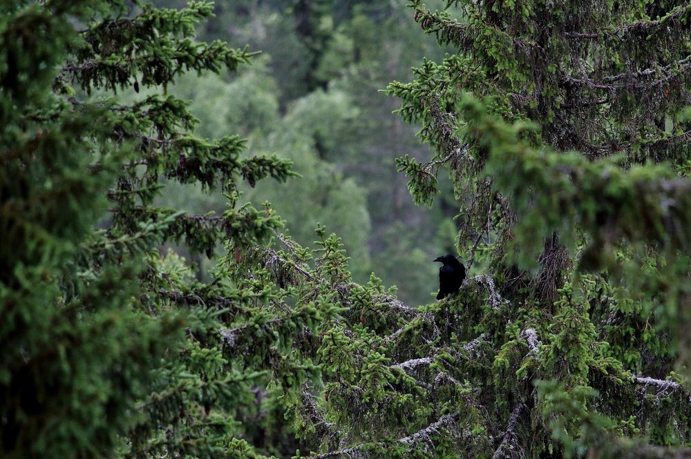 Photograph by Николай Раппу