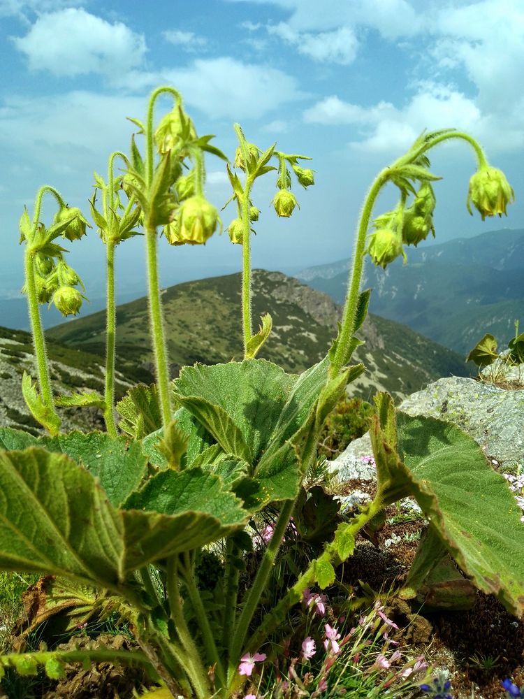 Фотография автора Liliya Slavcheva