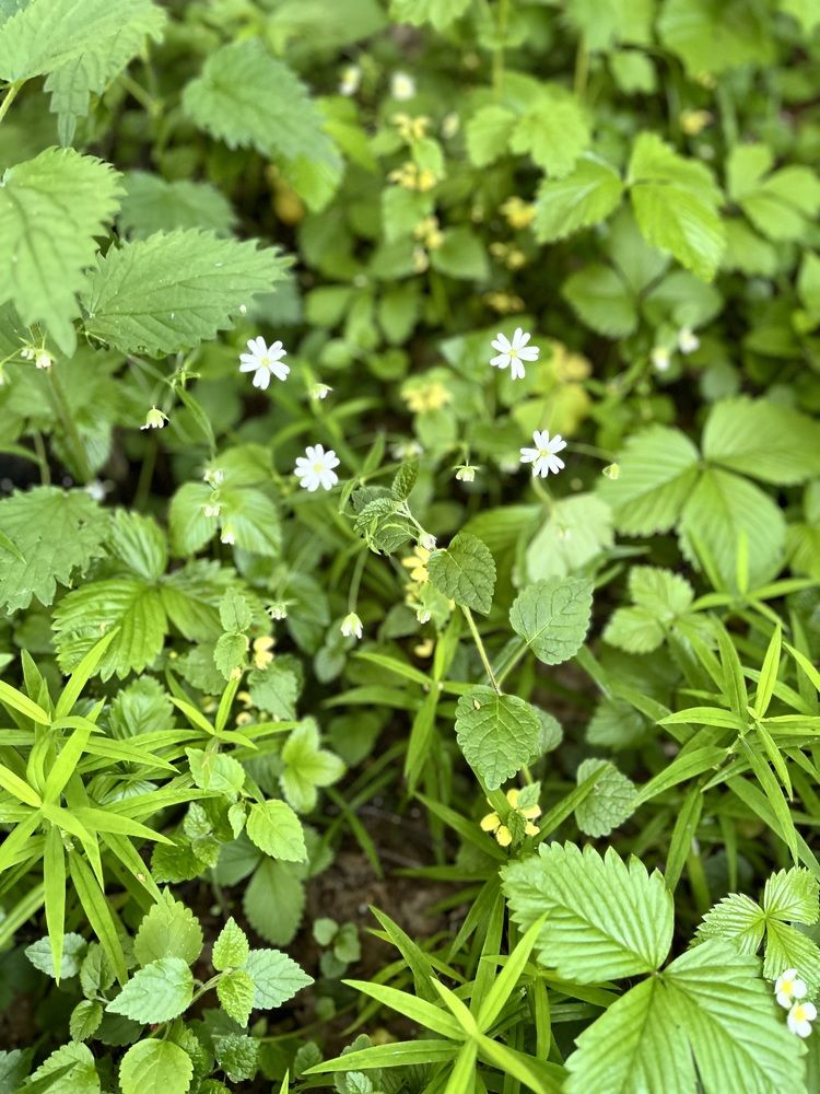 Лесная поляна