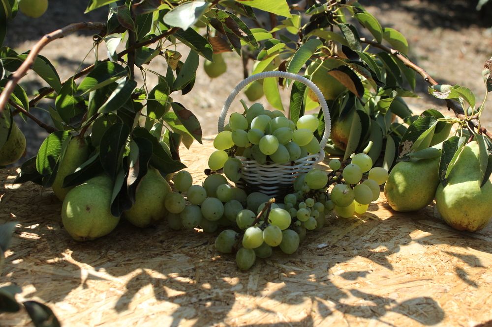 Photograph by Светлана Зотова