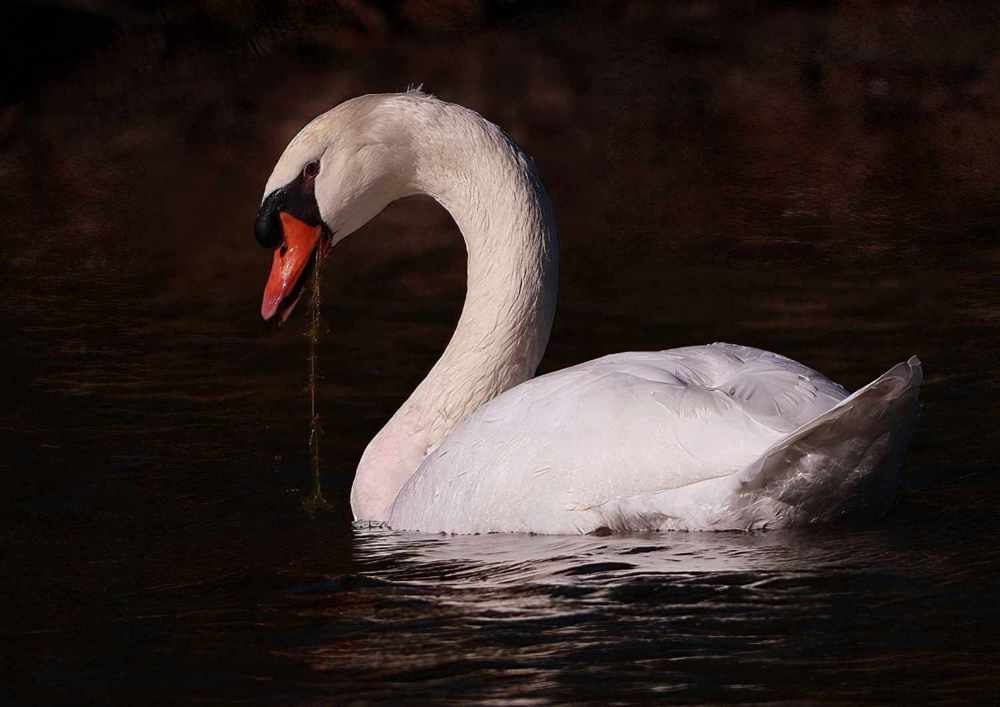 Photograph by Mike MacLean