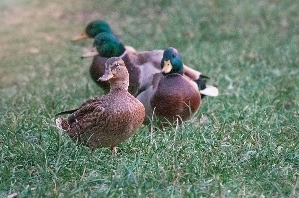Photograph by Тамара Вотинцева