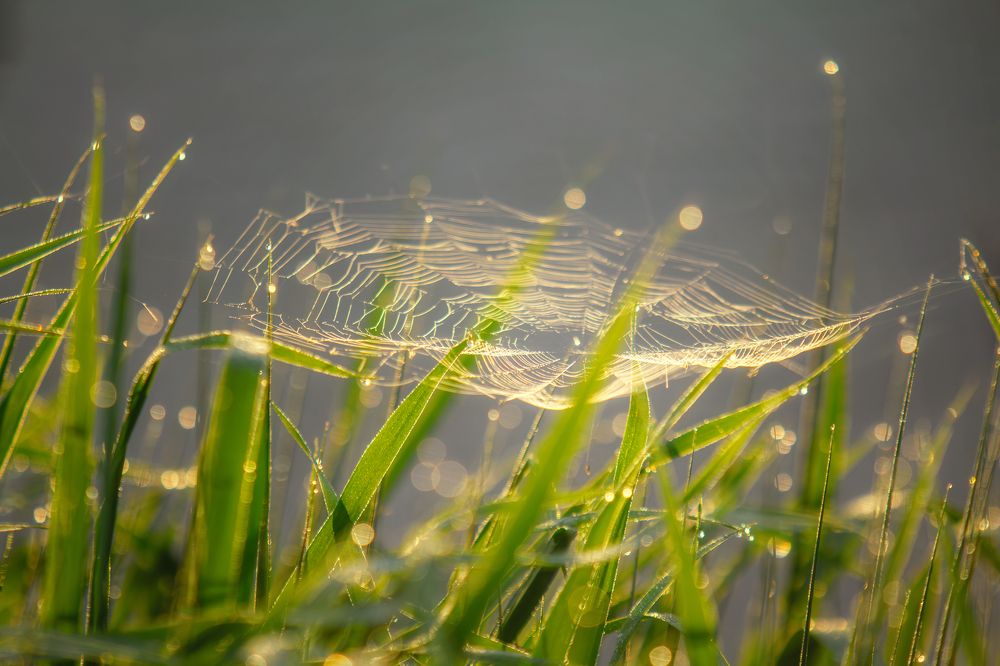 Photograph by Зубкова Юлия