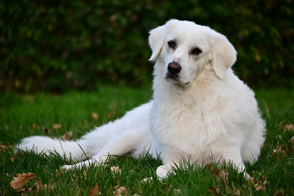 Photograph by Светлана Ивановна