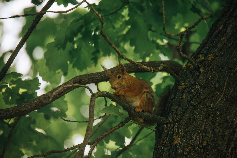 Фотография автора Карина Шарова