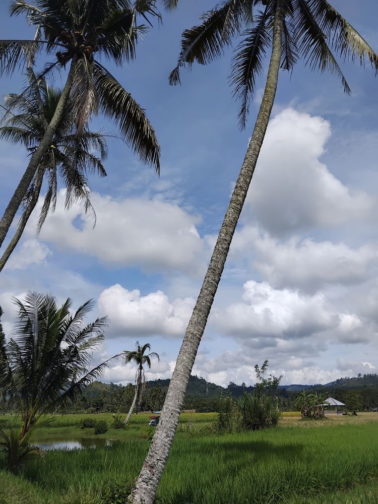 Beautyful White Cloudy Arranged