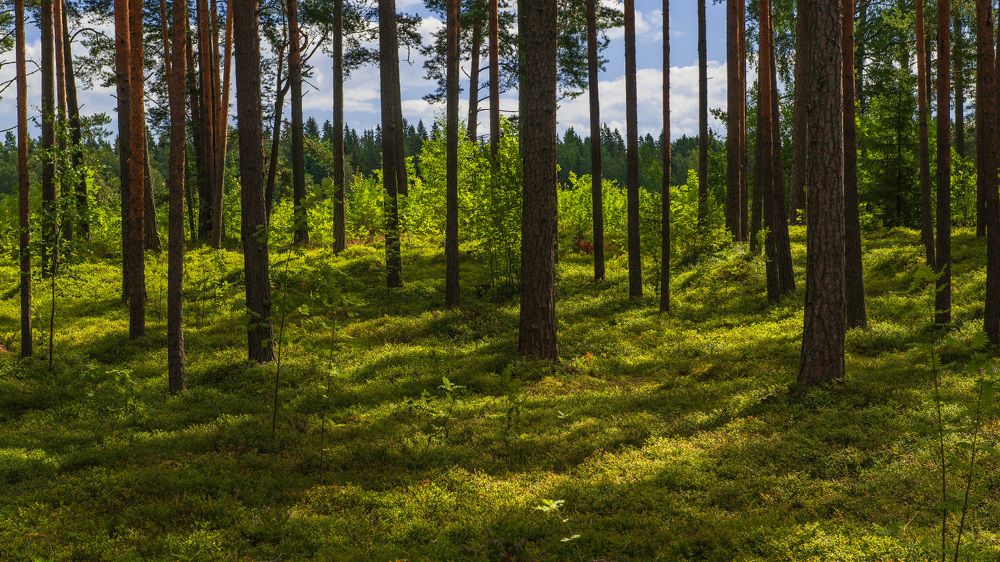 Photograph by Марина Короткова