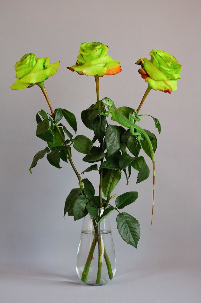 Маскировка