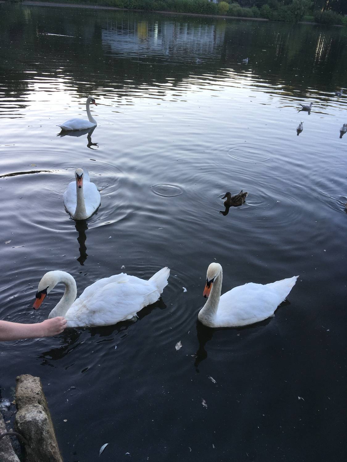 Photo #11406204