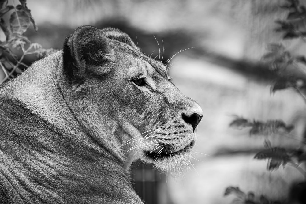 Photograph by Елена Берсенёва