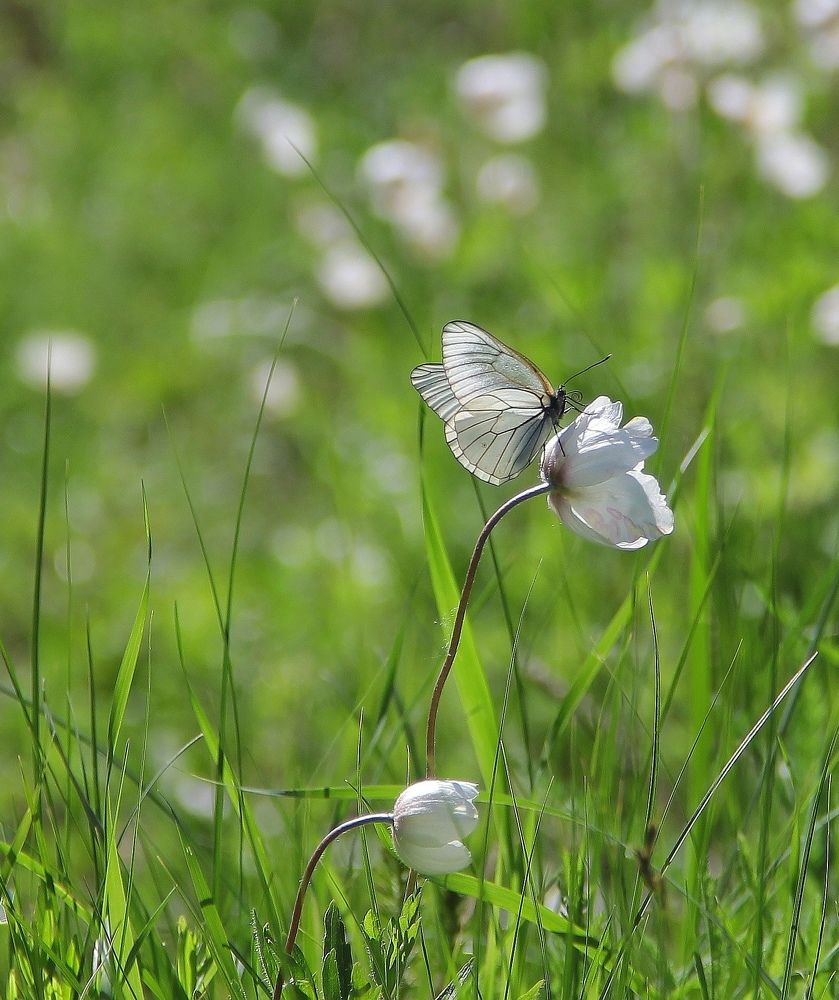 Photograph by Светлана