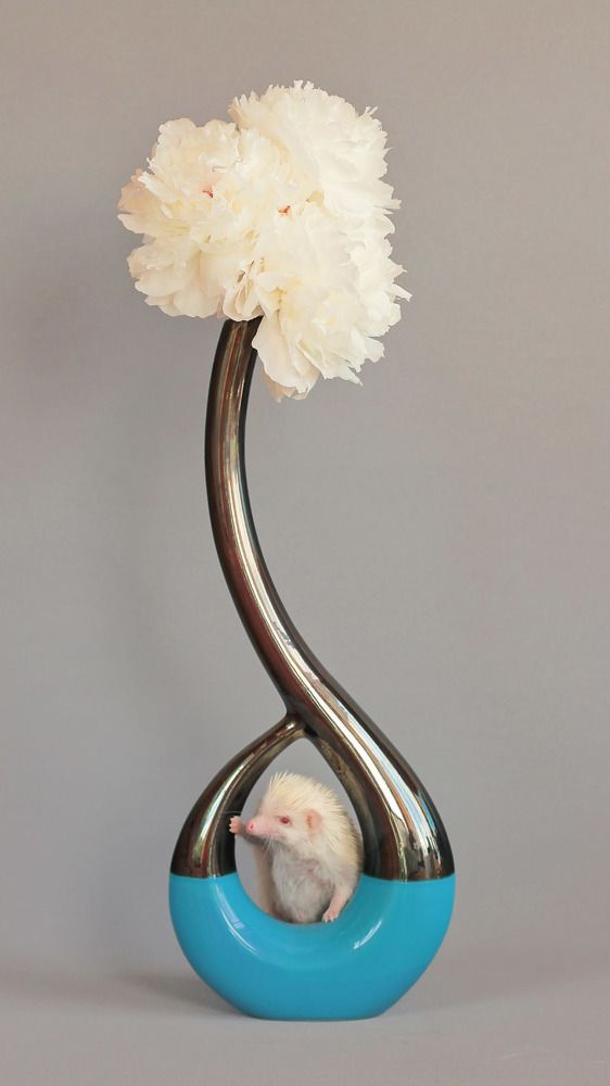 Белые друзья