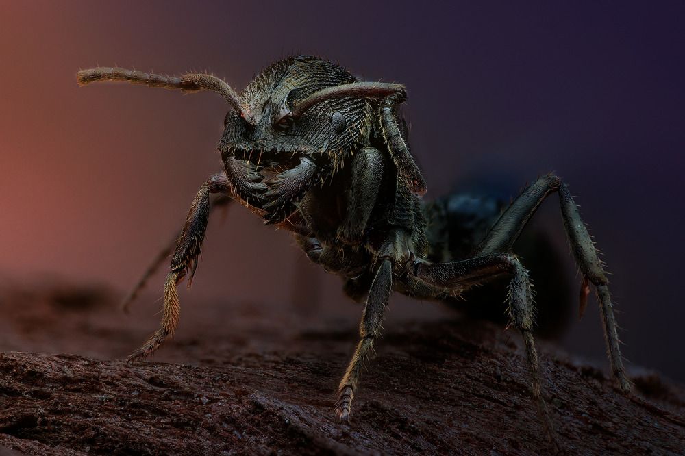 Фотография автора Tran Anh Tuan