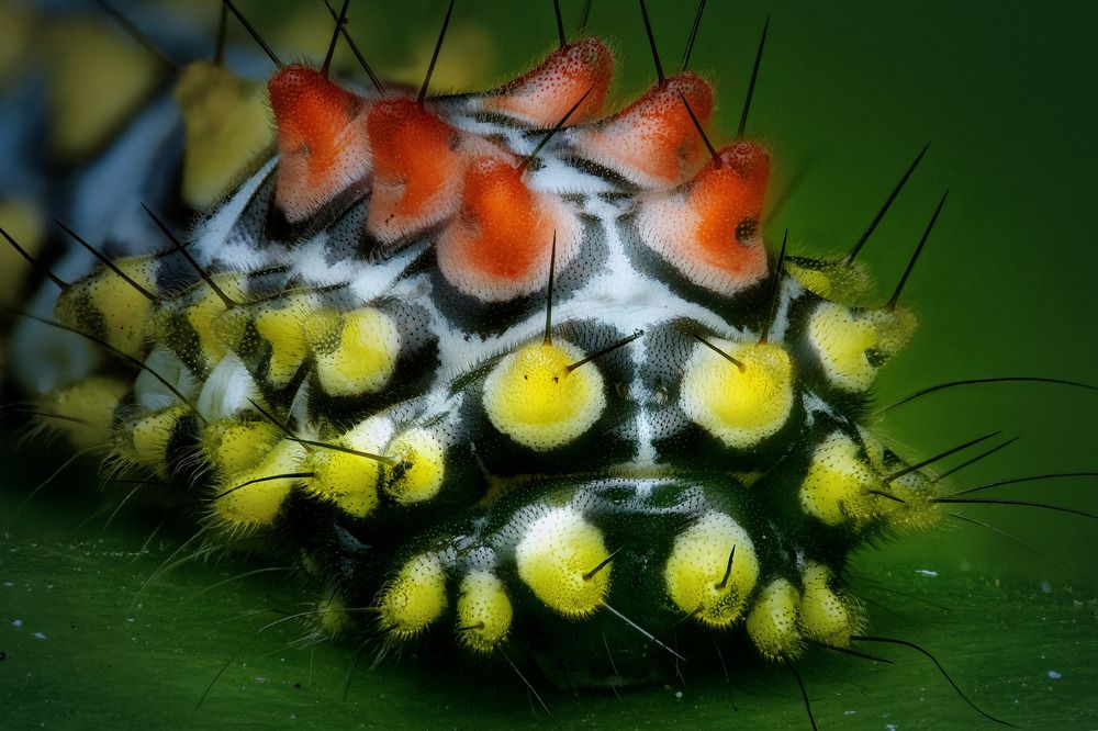 Photograph by Tran Anh Tuan