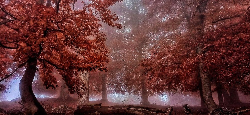 Фотография автора Mahdi Mohammadi