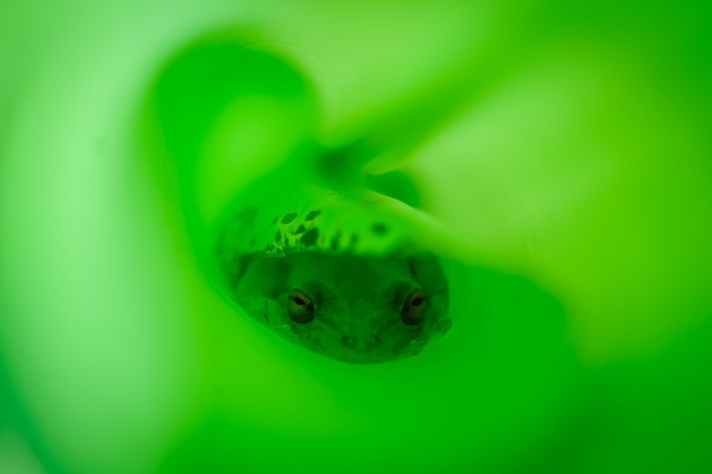 Полуденный отдых