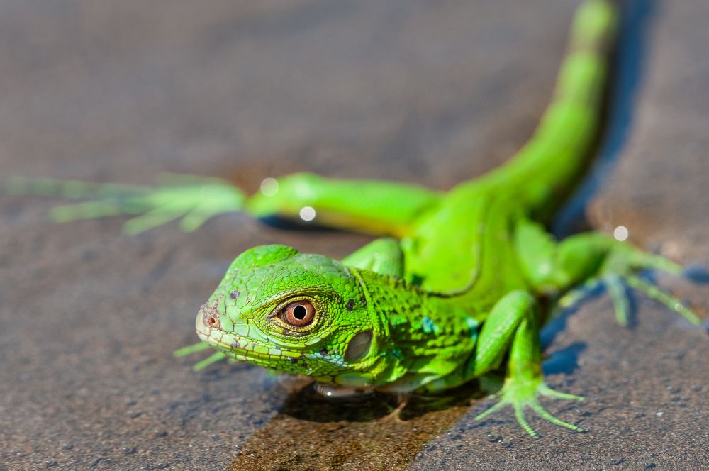 Как Вам мой наряд?