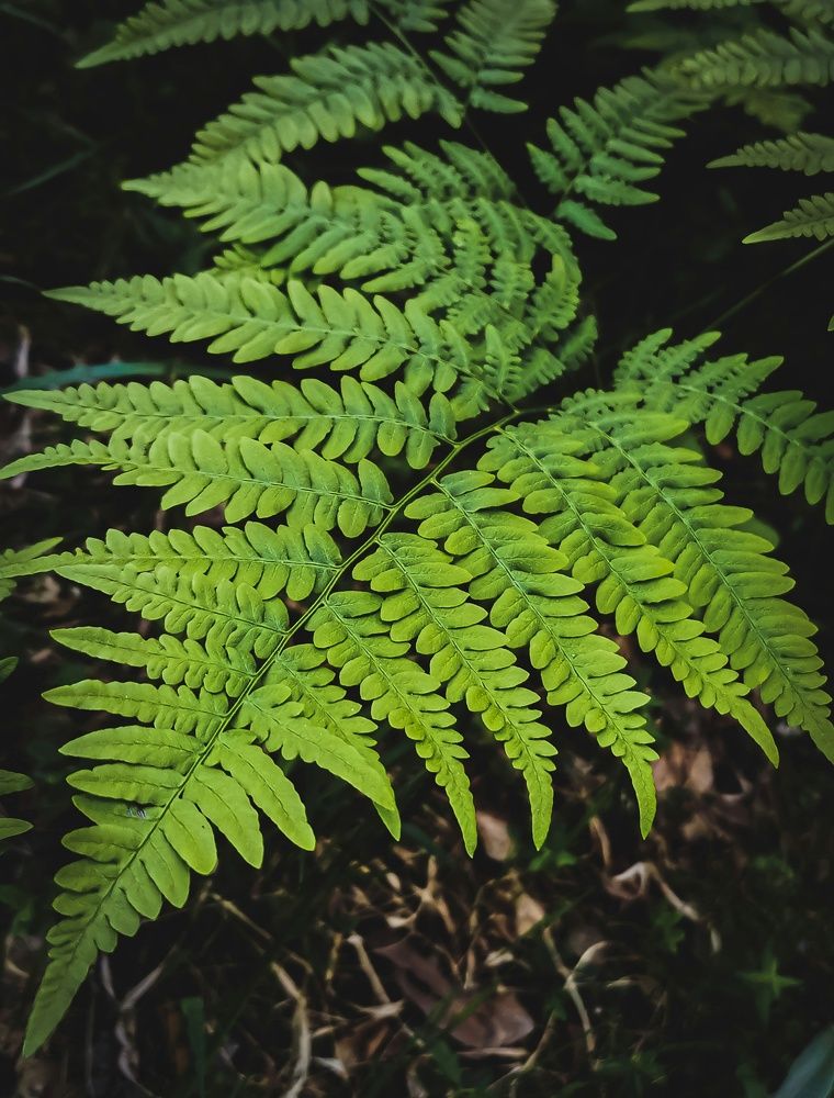 Photograph by Мария Цепилова