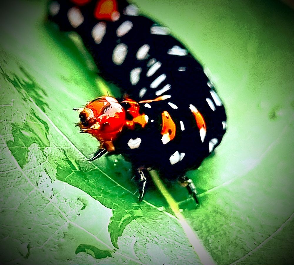 Photograph by Nidhi Singh