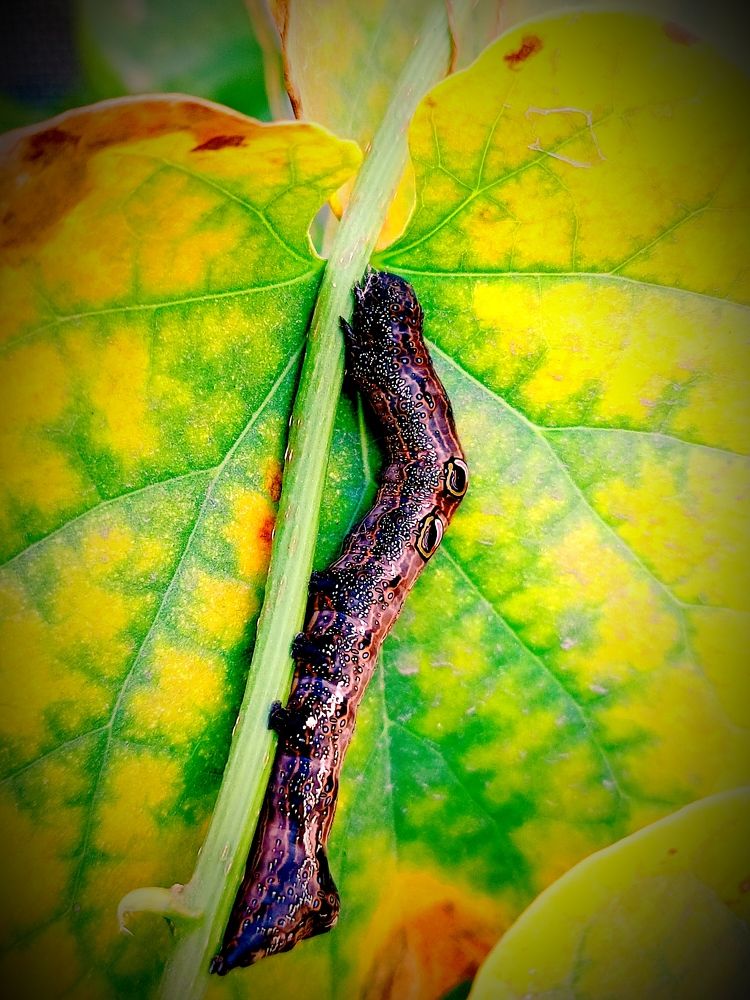 catterpillar on leaf branch