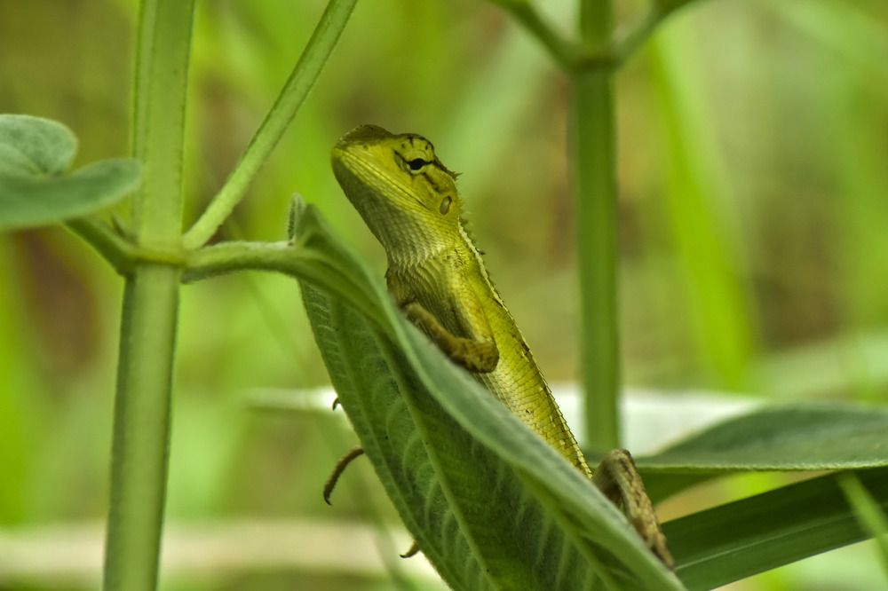 Photograph by Pujo Cahyono