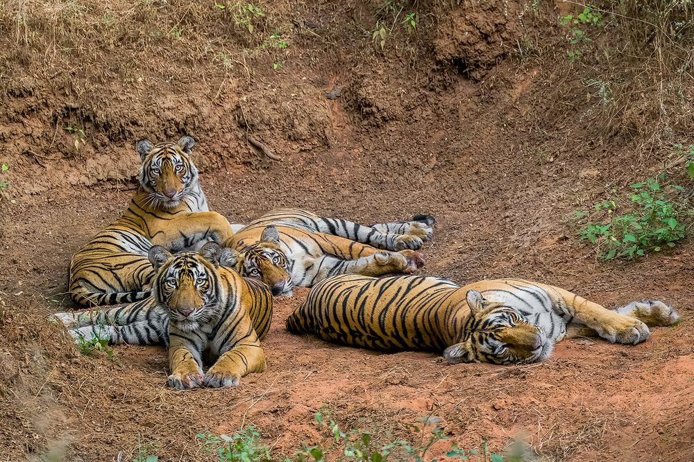 Photograph by Sandeep Dutta