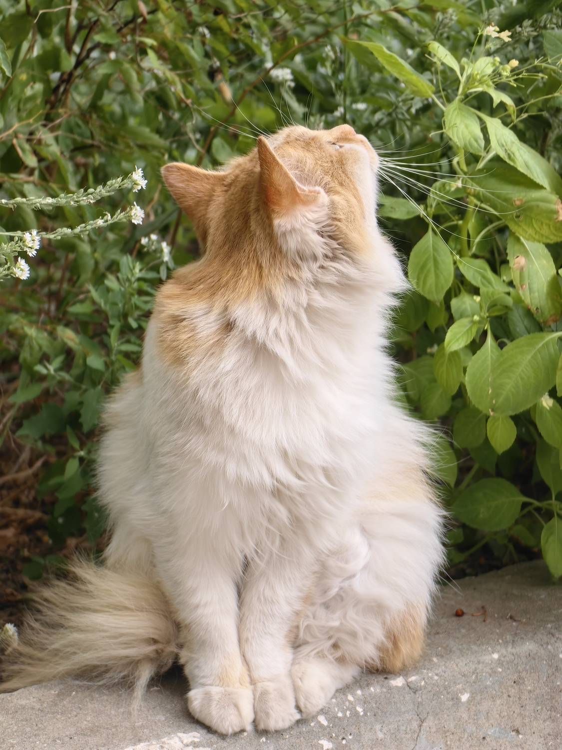 Photo #11406921