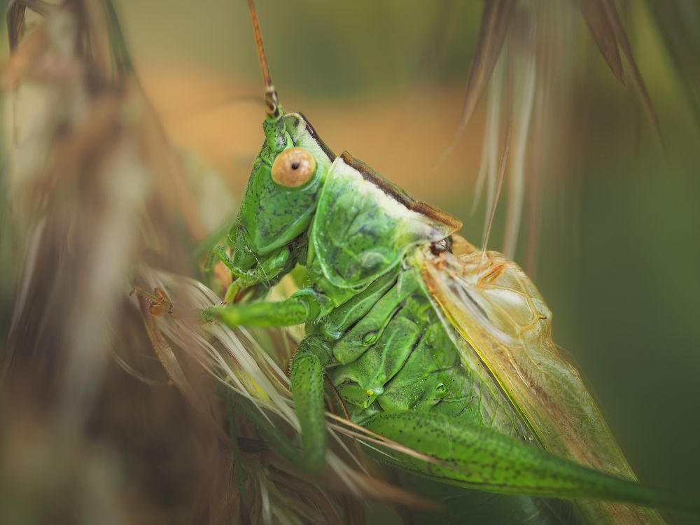 Photograph by Маргарита Смоленская