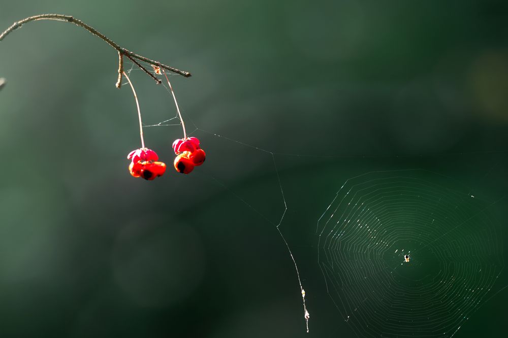 Photograph by Nephotograph