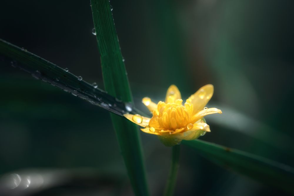 Photograph by Nephotograph