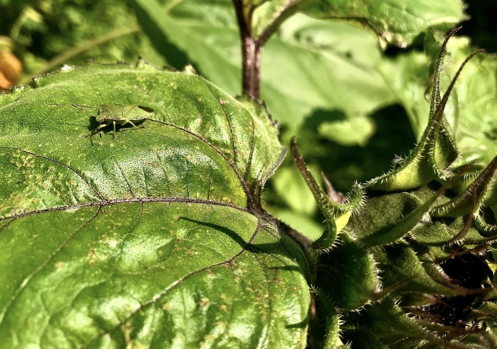 Photograph by Татьяна Шитлина