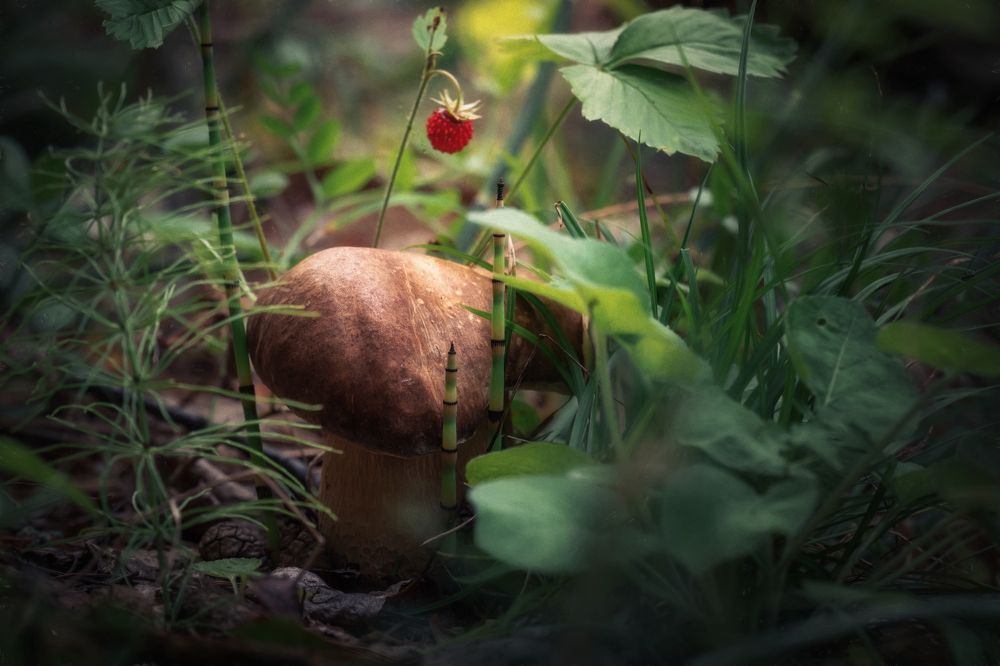 Photograph by Nephotograph