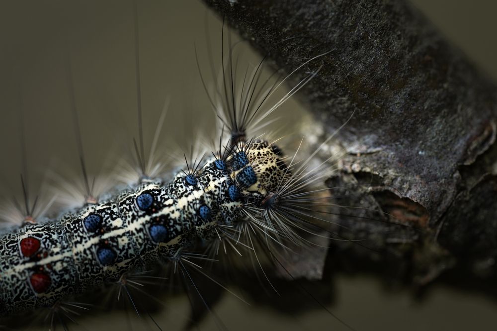 Photograph by Nephotograph