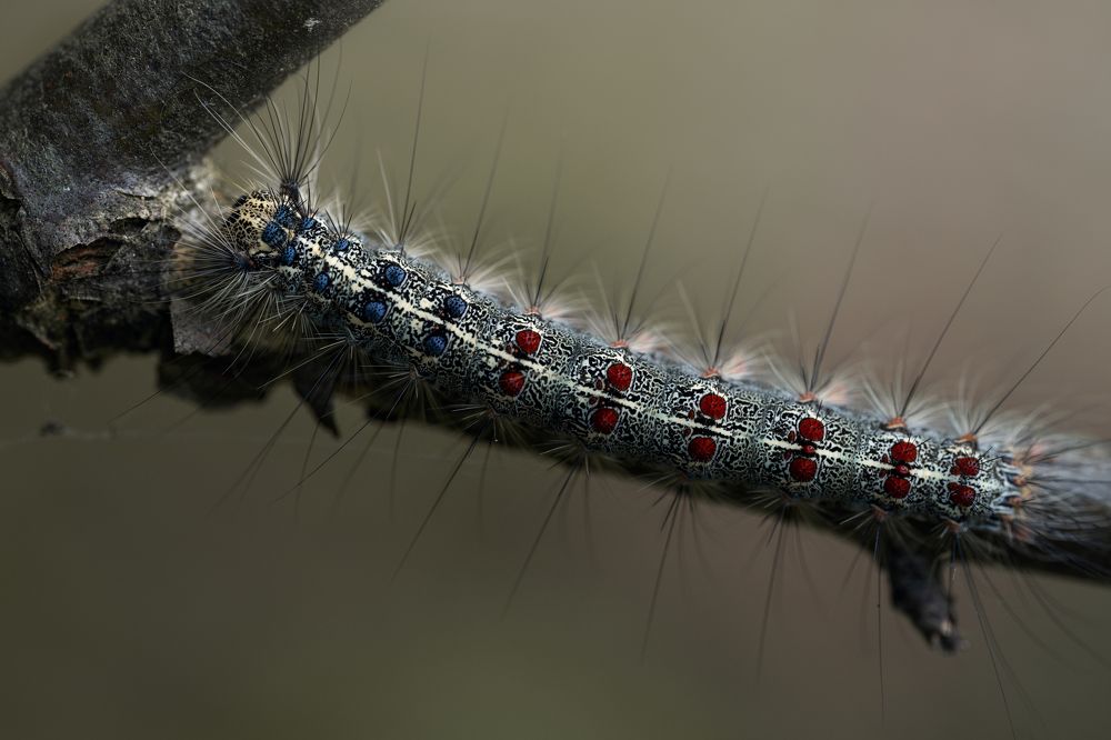 Photograph by Nephotograph