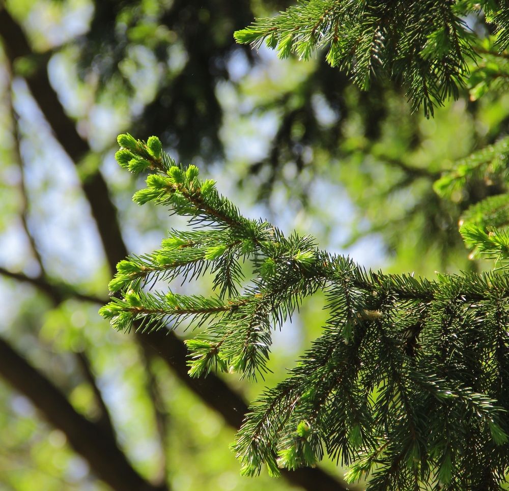 Photograph by Светлана