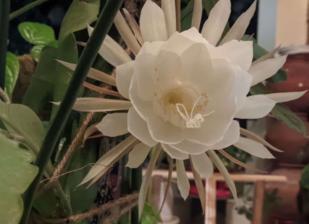 Photograph by Vijayakumar