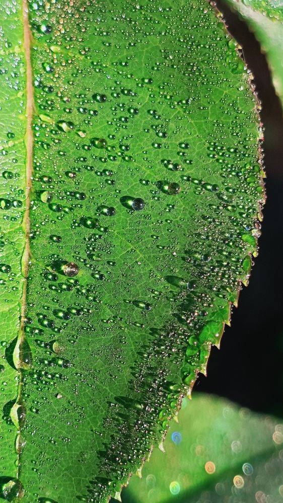 Photograph by Татьяна Пятернёва