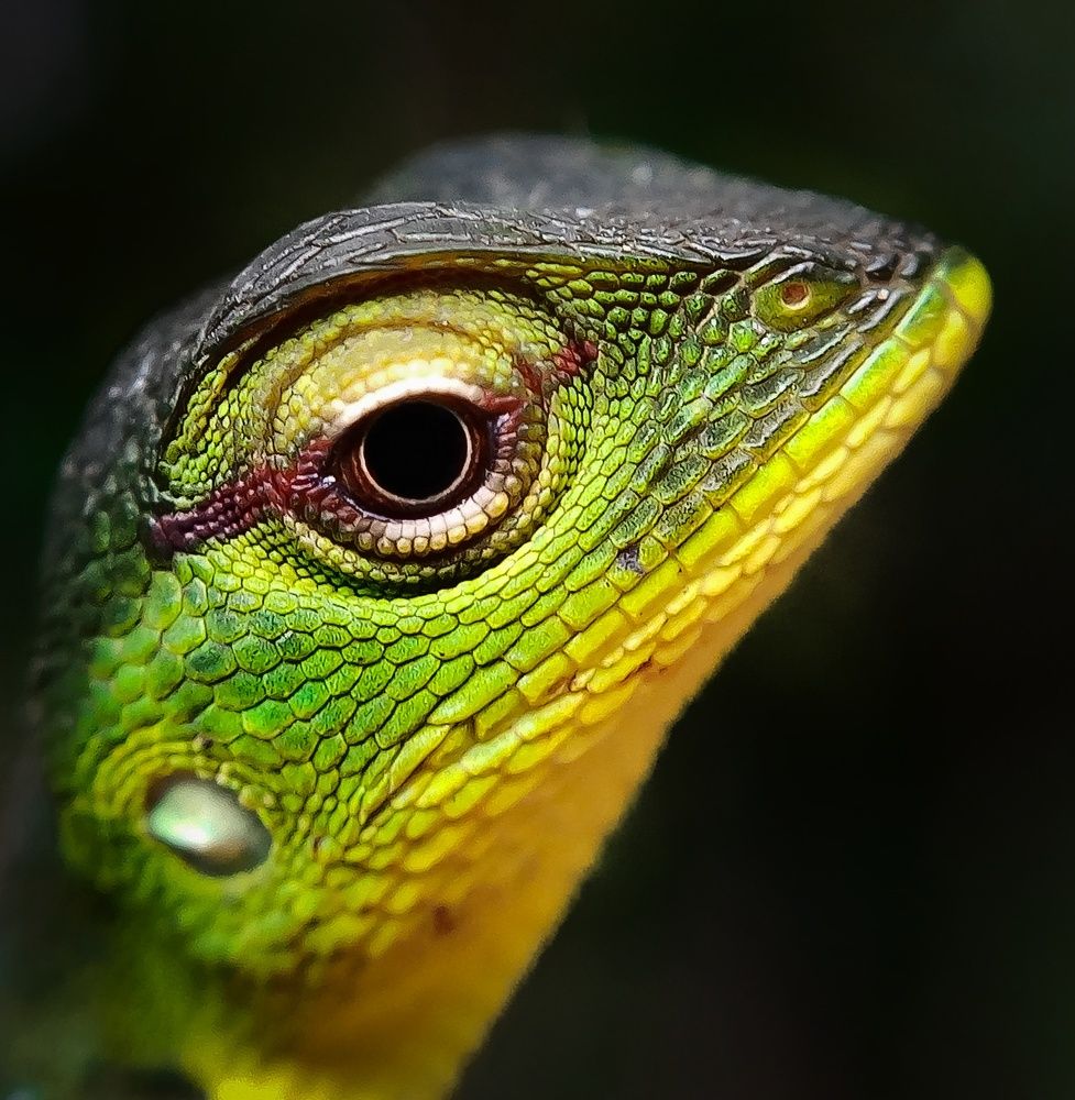 Photograph by A .Thimira dinisuru