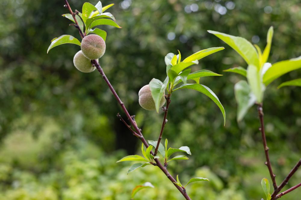 Фотография автора Vadim Kopilets