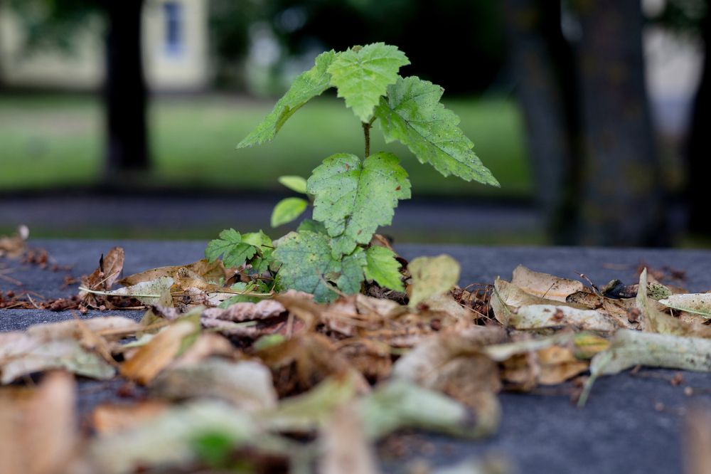 Фотография автора Vadim Kopilets