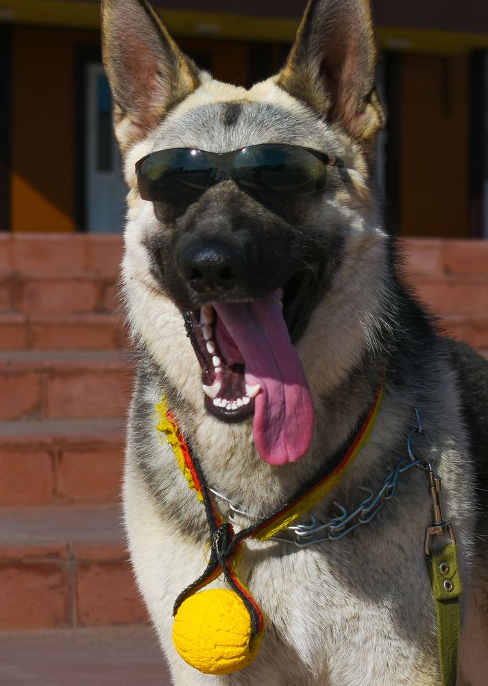 Дин на прогулке