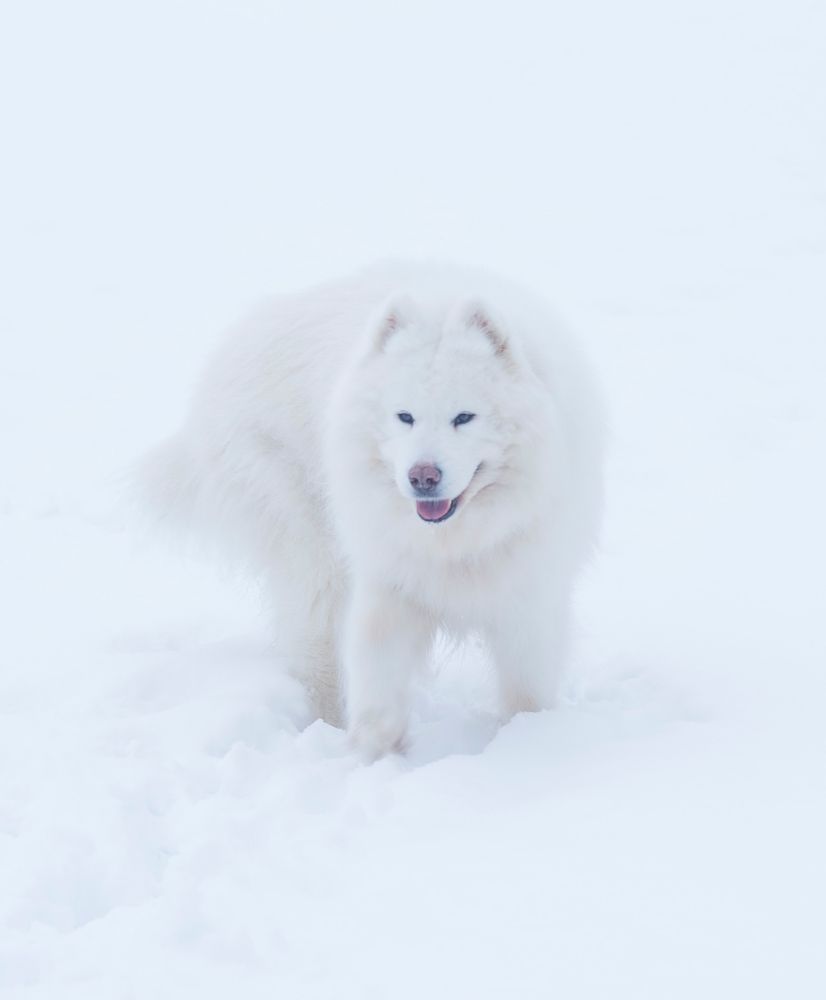 Photograph by Антонина Копытина