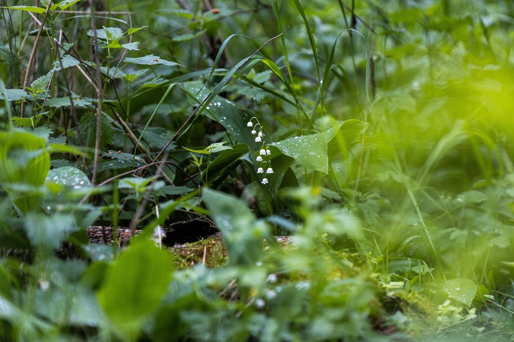 Photograph by Sergei Komlev